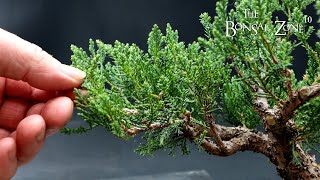 Working on My 12 Dollar Juniper Part 1 The Bonsai Zone March 2023 [upl. by Shelly]