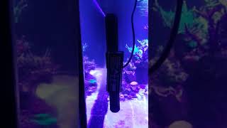 Maxspect Gyre XF350 falling from 15mm glass [upl. by Urbannal]