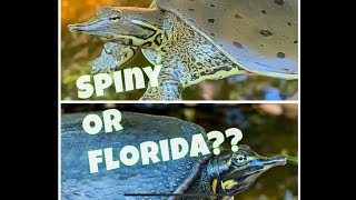 The Best pet turtles Spiny softshells Or Florida softshells [upl. by Milone929]