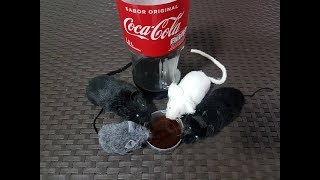 COMO ACABAR LAS RATAS CON COCA COLA [upl. by Sibyls]