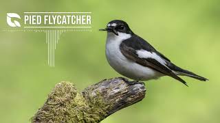 Pied Flycatcher Song [upl. by Ahseal]