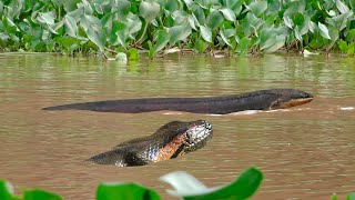 Quando a anaconda ataca o peixe elétrico veja o que acontece [upl. by Alecram14]