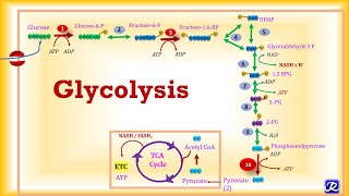 4Glycolysis Metabolic Reactions  Carbohydrates Metabolism4  Biochemistry  NJOY Biochemistry [upl. by Aivull]