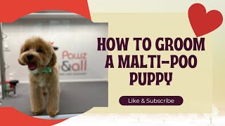 HOW I GROOM A MALTIPOO PUPPY [upl. by Nerrot]