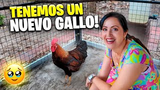 Ahora Son 3 Gallos en La Finquita Bonita 😱 Sandra Cires Vlog [upl. by Aslam332]