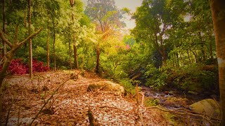 Beautiful nature video of autumn leaves falling along with sound of flowing river water 1080p video [upl. by Thagard574]