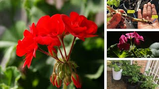 Growing Geranium from Seeds and Cuttings [upl. by Madeleine683]