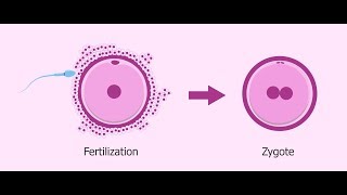 Meiosis  Stages of Meiosis  Cell cycle  Lecture 4 [upl. by Howlyn]