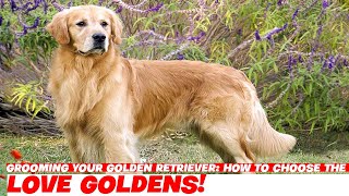 Grooming Your Golden Retriever How to Choose the Right Tools [upl. by Locin696]