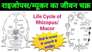 life cycle of rhizopus  rhizopus bsc 1st year  mucor fungi life cycle  rhizopusmucor diagram [upl. by Tobey490]