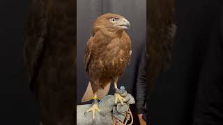 Redtailed hawk X Ferruginous hawk hybrid falconry wildlife [upl. by Terena]