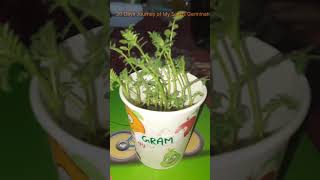 Seed Germination youtube youtubeshorts [upl. by Nelak]