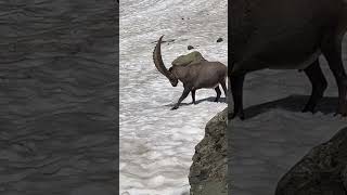 Ein kräftiger Steinbock🫶sucht eine Abkühlung🍀mein Kanal❤️‍🔥Bergwelt Schweiz🇨🇭💫🇨🇭 [upl. by Hermione]