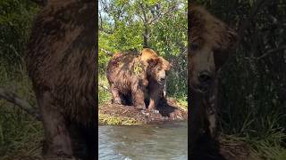 That’s a BIG bear 👀 bear kodiak wildlife grizzlybear salmon fishing outdoorsurvival grizzly [upl. by Rezal661]