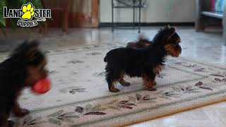 Adorable Yorkshire Terrier Puppies [upl. by Atenahs]