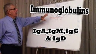 Immunoglobulins [upl. by Wimsatt]