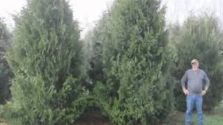 How to Trim a Spruce tree and a pine tree Trimming 101 [upl. by Clerk]