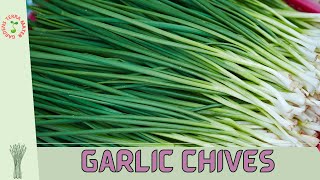 GARLIC CHIVES Allium tuberosum The Versatile Herb for Your Culinary Garden [upl. by Lukey966]