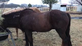 Grooming Horses After A Rain amp Removing The Drip Line Part 2 Muddy Buddy [upl. by Ramilahs]