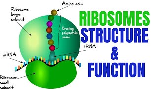 Ribosomes  Ribosomes function and structure [upl. by Georgiana]