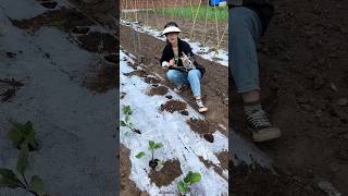 Amazing Seedlings planting🌱🌱 tools for Rural Farmer  Agricultural Implements shorts satisfying [upl. by Kcirred]