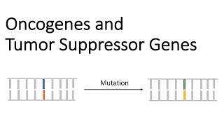 Oncogenes and Tumor Suppressor Genes  Tumor Genetics [upl. by Medorra180]