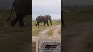 Interesting Facts About African Elephants  Loxodonta africana [upl. by Blackmun]