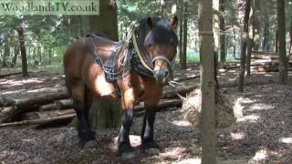 Working Horses horse logging in woodland [upl. by Ynatirb]