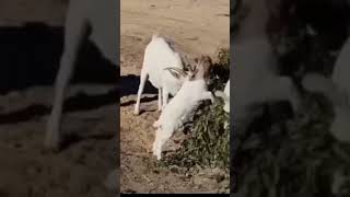 Targhee sheep Fainting goat Boer goat Girgentana [upl. by Nylessej]