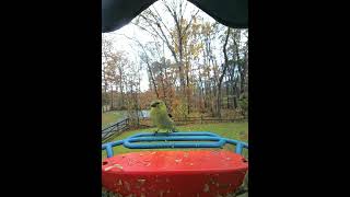 Goldfinch trio birds birdcam birdfeeder nature birdfeeding goldfinches backyardbirds [upl. by Jelene]