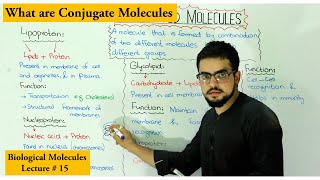 conjugated molecules  Lipoprotein Glycolipid Glycoprotein Nucleoprotein [upl. by Adranoel188]