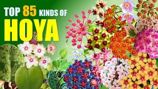 TOP 85 HOYA PLANT VARIETIES  HERB STORIES [upl. by Costanza]