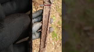 Unearthing a US Ratchet Tool for a WWII Vehicle ww2 metaldetecting ww2stories relics history [upl. by Terrilyn]