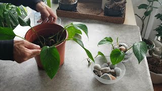 Bouture et entretien du pothos  philodendron scandens [upl. by Eilahs]