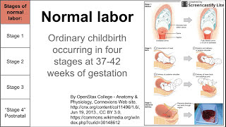 Normal labor ordinary delivery [upl. by Soluk]