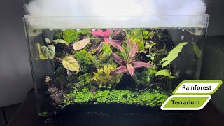 Rainforest Terrarium full steps [upl. by Bugbee]