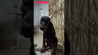 European Doberman ear Taped for first time [upl. by Yud]