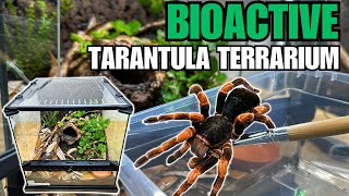 HOW TO MAKE A BIOACTIVE TARANTULA TERRARIUM Tarantula Cribs Acrylic Replacement Lids [upl. by Symon]