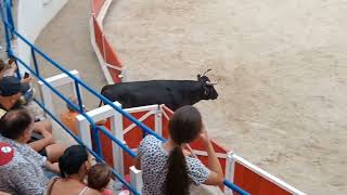 Le superbe taureau 🐂 Gringo Manade du Joncas hors point Course camarguaise Roquemaure 150824 [upl. by Einafats]