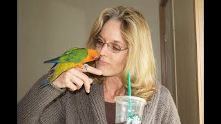 Conure Parrots  BirdTricks Parrots [upl. by Avi]