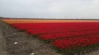 Tulips Farm in Zeewolde Flevoland of The Netherlands [upl. by Grizel]