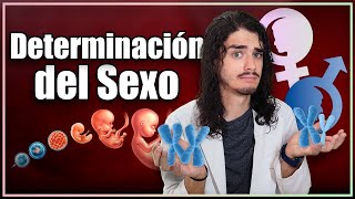 ¿POR QUÉ somos DIFERENTES La sorprendente ciencia detrás de la DETERMINACIÓN SEXUAL 😦 [upl. by Bergstrom]