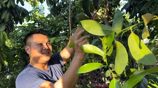 Black amp White Sapote  Two of the Easiest Fruit Trees to Grow [upl. by Bracci]