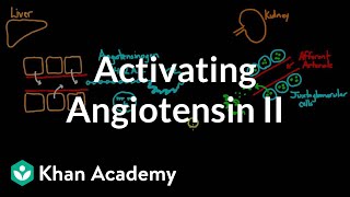 Activating angiotensin 2  Renal system physiology  NCLEXRN  Khan Academy [upl. by Midis]