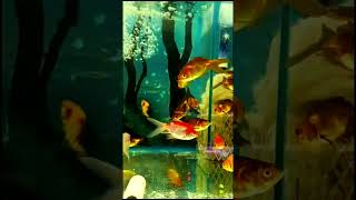 Goldfish breed  Goldfish variety  Fantail Goldfish  fish aquarium goldfish fishingorandafish [upl. by Terese]