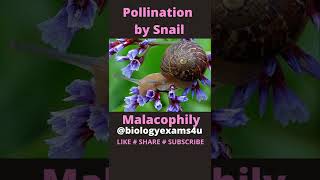 8 Pollinating Agents 🐝🐌🦇 Sexual Reproduction in Flowering Plants  Plant Science biologyexams4u [upl. by Gerg]