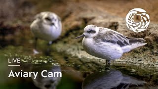 Live Aviary Cam  Monterey Bay Aquarium [upl. by Novahs]