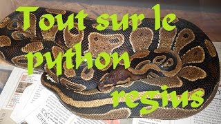 tout sur le python regius partie 1 elevage nourrissage etc [upl. by Stelle]