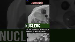 The Cell nucleus Biological short video  shorts nucleus cell [upl. by Yretsym]