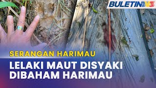 SERANGAN HARIMAU  Lelaki Myanmar Maut Disyaki Dibaham Harimau [upl. by Krute409]